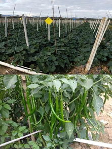 決勝2019 牙叉鎮(zhèn)農(nóng)副產(chǎn)品展銷會(huì)人氣高漲，銷售額突破6.1萬元