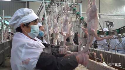 明友食品 年屠宰300萬羽芷江鴨項目投產(chǎn)，填補(bǔ)白條鴨市場空白，助力農(nóng)副產(chǎn)品銷售升級